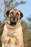 KANGAL 017